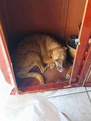 Em Votuporanga, homem abandona cadela e recebe multa de R$ 3 mil (Foto: Prefeitura de Votuporanga)