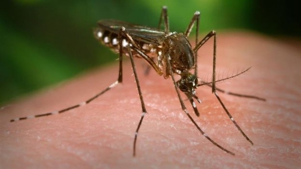 O pequeno Aedes Aegypti (Foto: Getty Images/BBC)