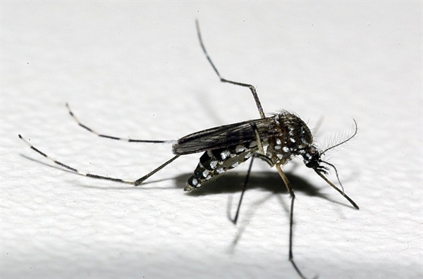 Mosquito Aedes aegypti — Foto: Raul Santana/Fundação Oswaldo Cruz/Divulgação