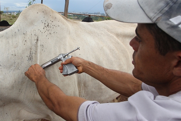 Os produtores rurais de Votuporanga terão que vacinar seus rebanhos até dia 30 e declarar até 7 de dezembro (Foto: Toninho Tavares/Agência Brasília)