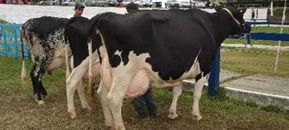 Sebrae promove dia do campo para produtores de leite