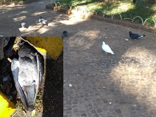 Pombos têm sido encontrados mortos na praça da Catedral Nossa Senhora Aparecida (A Cidade)