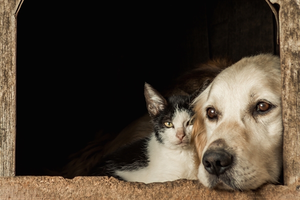 Entre janeiro e setembro deste ano, o CPVA registrou abandono de 581 animais, entre adultos e filhotes (Foto: Reprodução/Prefeitura de Votuporanga)