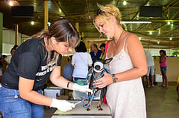 Termina nesta 5ª feira encoleiramento de cães na Zona Norte