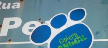 Moradores da rua Peru denunciam matança de gatos
