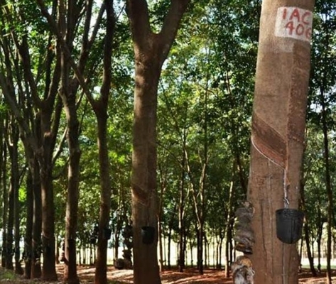“Hevea Day IAC” reunirá especialistas e produtores rurais para debater avanços em clones e manejo sustentável (Foto: Reprodução)