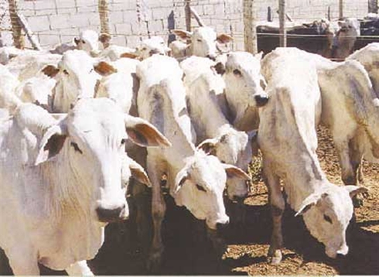 Uma quadrilha especializada em furto de gado com braços em Nhandeara e cidades da região foi desarticulada pela polícia (Foto: Reprodução)