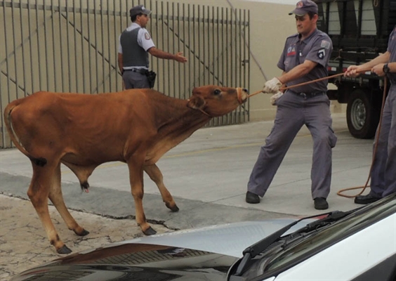 Novilha à solta causa pânico na rua Amazonas