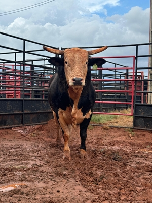 Quem enfrentará o animal de pulo da Cia Tercio Miranda será o cowboy Frederico Araújo, da Ekip Rozeta (Foto: Votuinternationarodeo)