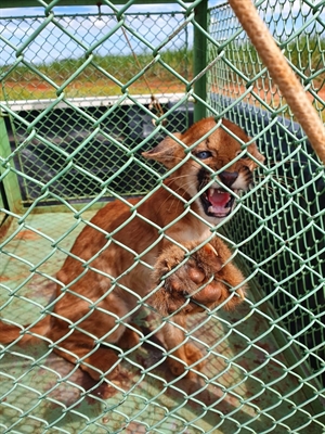 Animal recebeu cuidados veterinários e deve ser devolvido à natureza (Foto: Divulgação/Prefeitura de Castilho)