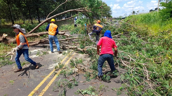 Ao constatar que a árvore representava risco iminente de queda, na estrada vicinal Nelson Bolotário, a equipe da Defesa Civil a cortou (Fotos: Divulgação/Defesa Civil)