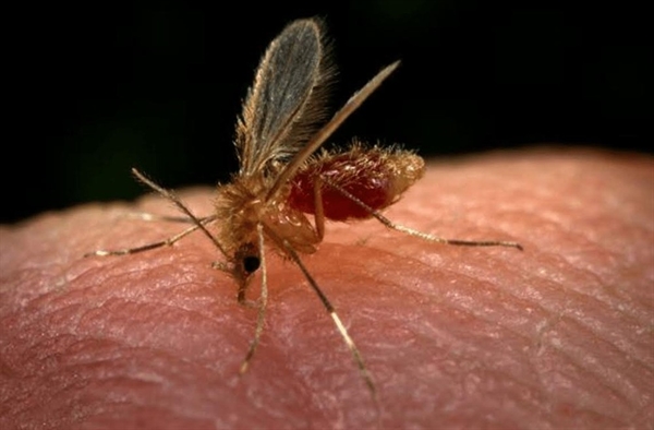 Mosquito-palha é o transmissor da leishmaniose — Foto: Divulgação