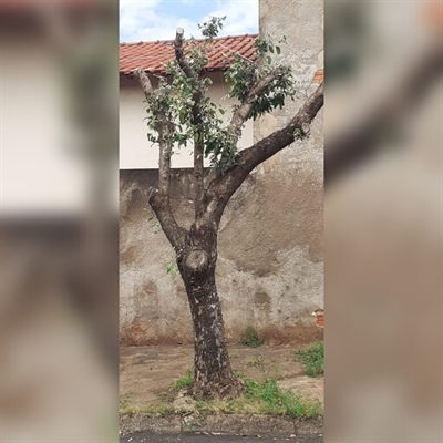 O aumento das podas drásticas de árvores em Votuporanga levou a Saev a fechar o cerco contra essa prática e notificar moradores (Foto: Saev)