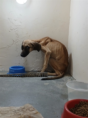 Ocorrências envolvem agressões físicas, animais amarrados ou acorrentados, falta de água ou alimentação, entre outros (Foto: Prefeitura de Votuporanga)