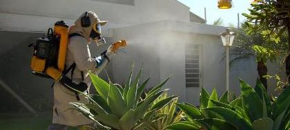 Casos de dengue têm queda de 95%
