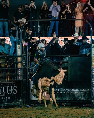 Frederico Araújo e o touro Acesso Negado (Foto: Votu International Rodeo)