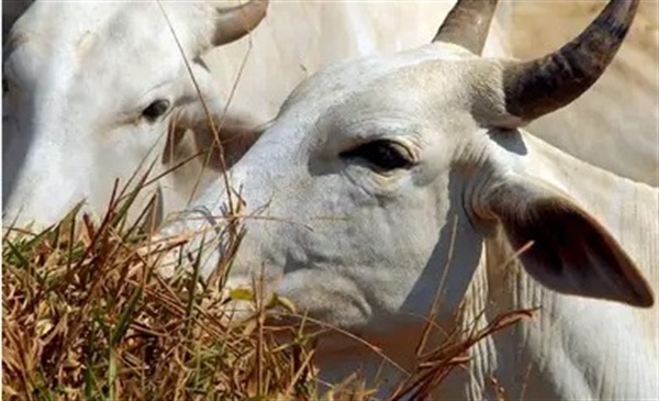 Os animais estavam em uma fazenda localizada às margens da Rodovia Waldemar Lopes Ferraz e pertencem ao ex-candidato a prefeito da cidade (Foto: Agência Brasil)
