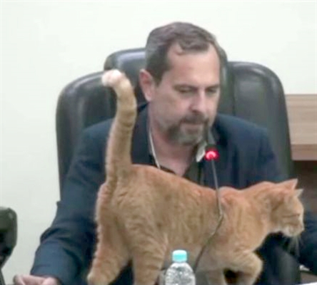 O gato Lelo roubou a cena enquanto o presidente da Câmara, Daniel David, abria os trabalhos legislativos (Foto: Reprodução)