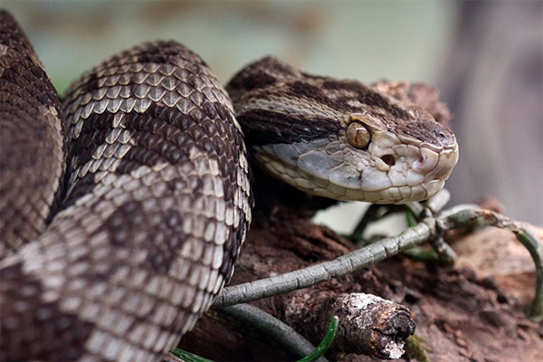 Um jovem de 23 anos, que trabalha como servente de pedreiro, perdeu parte do dedo mindinho após ser picado por uma cobra (Foto: Reprodução)