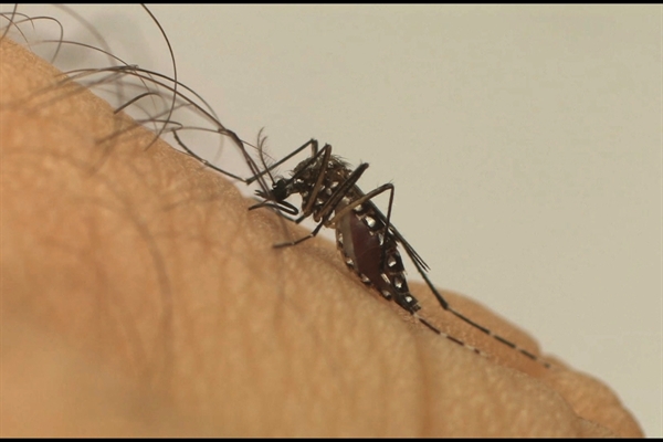 Incidência da dengue no país aumenta 600% (Divulgação/Fiocruz)