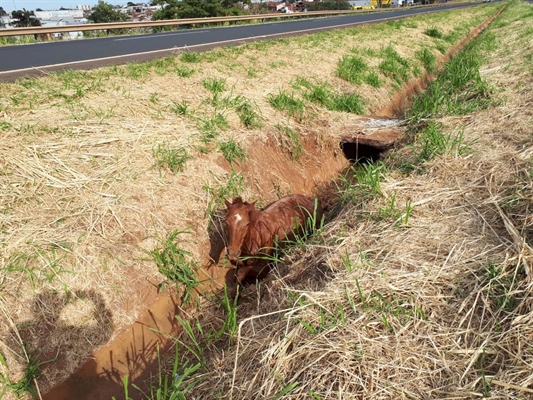 Cavalo foi atropelado em rodovia de Jales — Foto: Divulgação/A Voz das Cidades