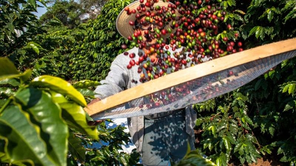 A estimativa preliminar da safra 2019/20 para a cultura do café no estado de São Paulo evidencia produção de 370 mil toneladas (6,17 milhões de sacas de 60 kg) (Foto: iStock)