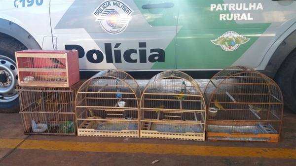 No total, os policiais ambientais apreenderam nove pássaros silvestres, que foram soltos (Foto: Divulgação/Polícia Ambiental)