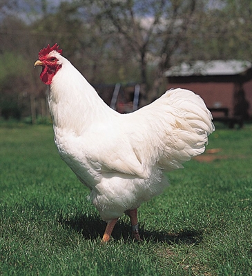 Ladrão furta um galo e três galinhas de raça de chácara em Votuporanga (Foto: Imagem Ilustrativa)