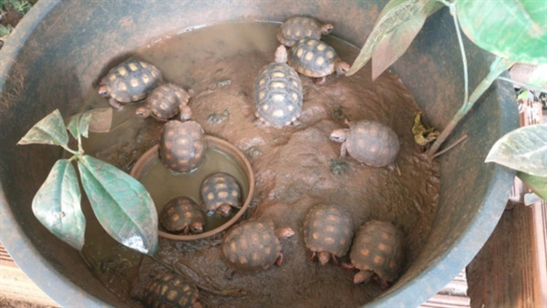 Entre os 15 jabutis encontrados, 13 eram filhotes e dois eram adultos (Foto: Divulgação/Polícia Ambiental)