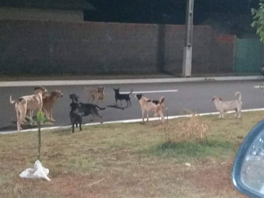 Há alguns dias, a moradora encontrou diversos cachorros na principal avenida do bairro (Foto: Arquivo Pessoal)