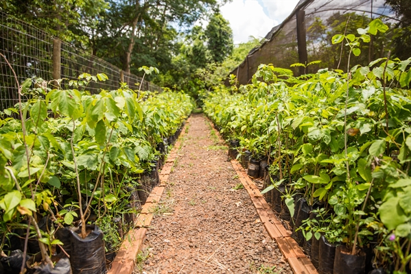 Um dos destinos do recurso é a adequação e ampliação do Viveiro de Mudas, anexo ao Horto Florestal (Foto: Saev)