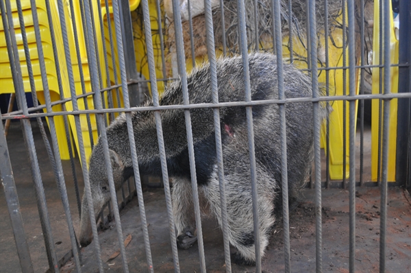 Segundo o Corpo de Bombeiros, eles foram resgatados com ferimentos e encaminhados para a Polícia Ambiental de Votuporanga (Foto: Gabriele Reginaldo/A Cidade)