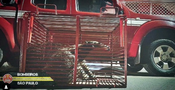 Após o resgate, o tamanduá foi entregue à Polícia Ambiental, que procedeu com a soltura do animal (Foto: Polícia Ambiental)