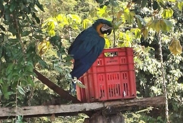 A ave, pertencente à fauna silvestre nativa e classificada como espécie ameaçada de extinção (Foto: Polícia Ambiental)