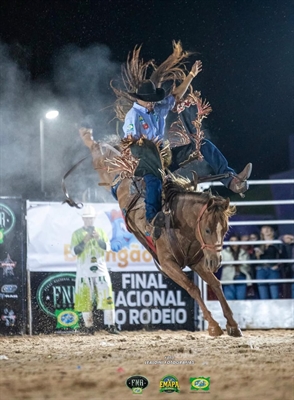 Cavalo Crime Perfeito é eleito o Melhor Animal de Rodeio da Temporada 2025 (Foto: Divulgação/Arquivo pessoal)