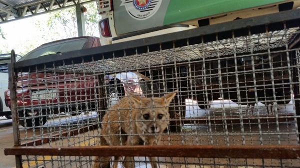 Mais uma raposinha-do-campo foi encontrada na manhã deste sábado (24) em Votuporanga Foto: Divulgação/Polícia Militar 