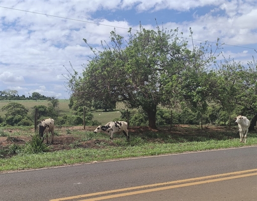 Animais na pista colocam motoristas em risco e ação conjunta das polícias identificou responsável em Álvares Florence (Foto: Divulgação)
