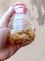 Números crescem e Votuporanga registra mais de 600 acidentes com escorpiões em um ano