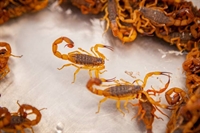 Homem é picado por escorpião em Votuporanga e vai parar na Santa Casa