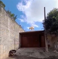 A vaca foi para o brejo? Não! Foi para um telhado de uma residência na região