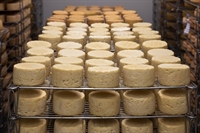  O curso tem como foco a prática e a elaboração de receitas derivadas do leite, como queijos artesanais e iogurtes caseiros (Foto: Divulgação)