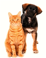 Votuporanga Feira de Adoção de Animais nesta sexta feira