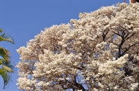 A florada do ipê branco é a última e anuncia que primavera está chegando, votuporanguenses fazem selfies floridas para as redes sociais  (Fotos: A Cidade)