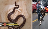 A serpente, da espécie Antaresia Stimsoni, é originária da Austrália e se assemelha a uma jiboia (Foto: Divulgação)