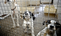 Mais cães com leishmaniose são sacrificados em Votuporanga e outros casos seguem em investigação