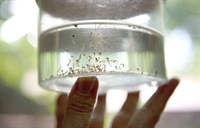 Votuporanga registra mais uma morte por Dengue e passa dos 2,1 mil casos da doença  