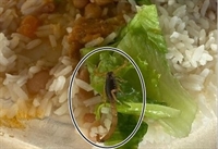 Alunos encontram escorpião em prato de merenda escolar