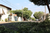 Moradores de Votuporanga cortam árvores para que outros motoristas não estacionem na sombra de suas casas