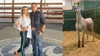 O Haras é de Tércio Miranda e sua esposa Rosana Araújo de Miranda e participa do maior evento da raça (Fotos: Divulgação)