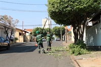 Quem descumprir a determinação, retirando a árvore sem a devida licença, estará sujeito a uma multa de R$804,92 (Foto: Saev Ambiental)